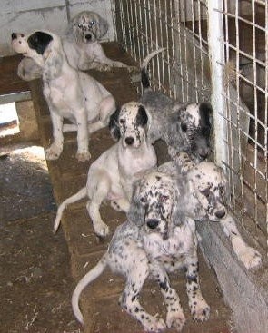 Mis Setters Ingleses son muchos...ya que es dificil a veces cuidar a todos.Pero estan en mi casa de campo...donde vivo.A las unicas que les pusimos nombre fueron a 3 hembras: Manchi,Chuchi y Linda!.